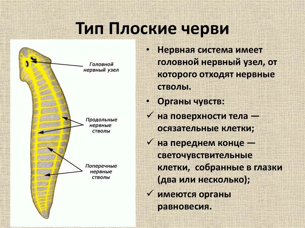 Плоские черви простейшие. Нервная система плоских червей таблица. Нервная система лестничного типа у плоских червей. Система органов плоских червей 7 класс. Органы чувств плоских червей 7 класс биология.