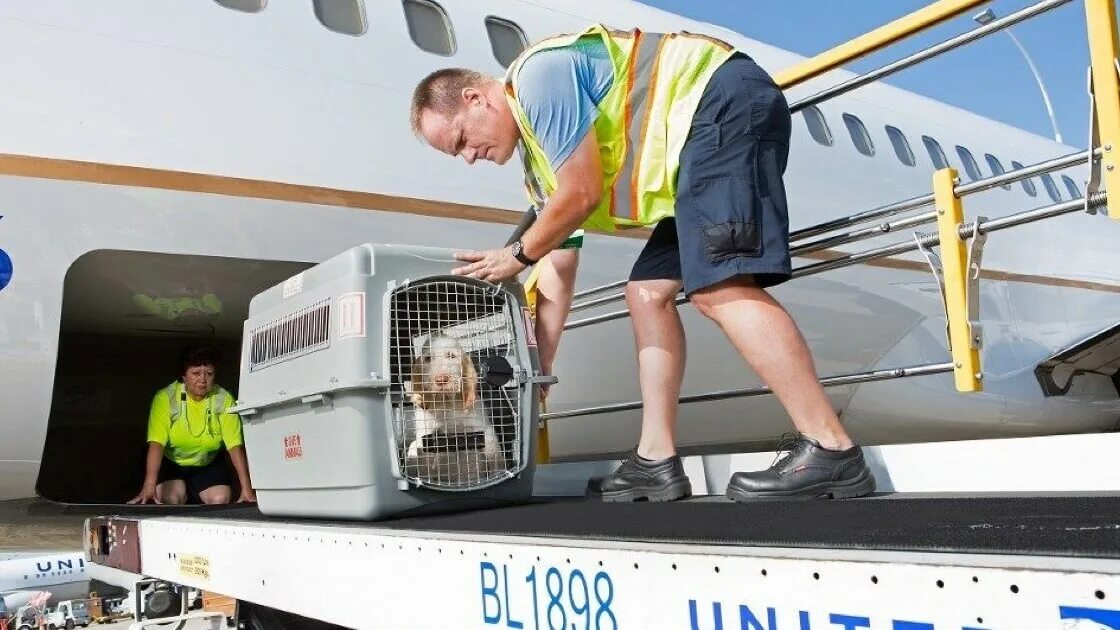 Регистрация pet. Перевоз животных в самолете. Транспортировка животных в самолете. Авиаперевозки животных. Переноска для животных в аэропорту.