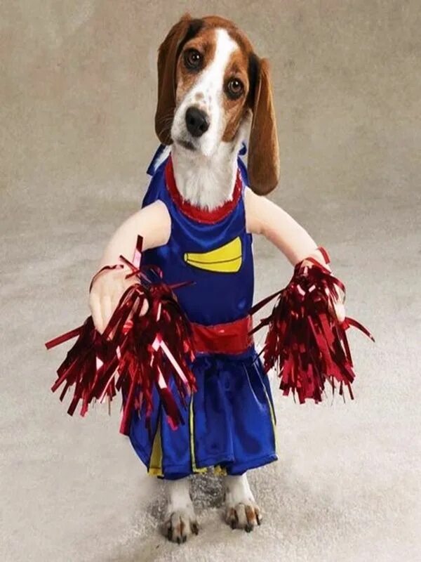 Смешные костюмы для собак. Костюм для собаки с руками. Необычные костюмы для собак. Смешные костюмы для маленьких собак.