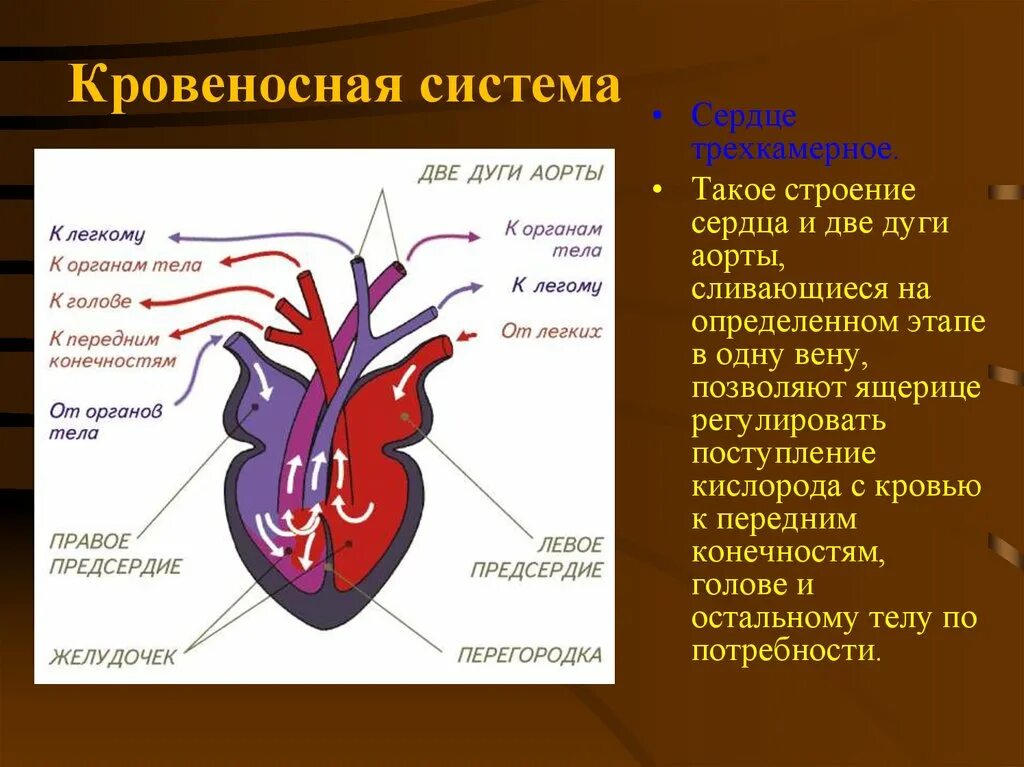 Пресмыкающиеся строение сердца. Венозная система пресмыкающихся. Строение сердца рептилий. Кровеносная система. Прыткая ящерица сердце