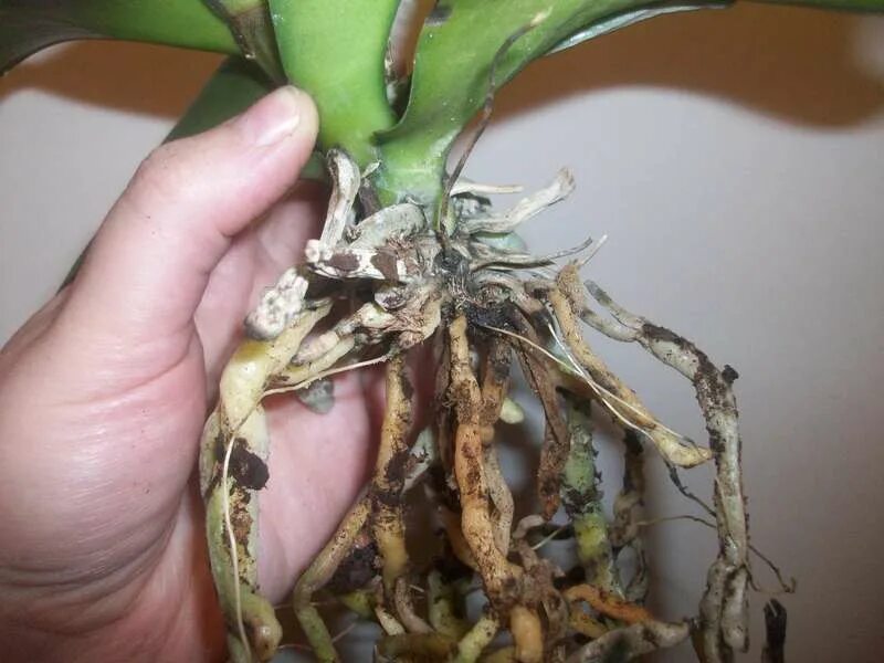 Орхидея фаленопсис корни. Орхидея фаленопсис сохнут корни. Черные пятна на корнях орхидеи фаленопсис. Пожелтел корень орхидеи.
