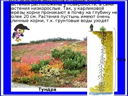 Тундре корень
