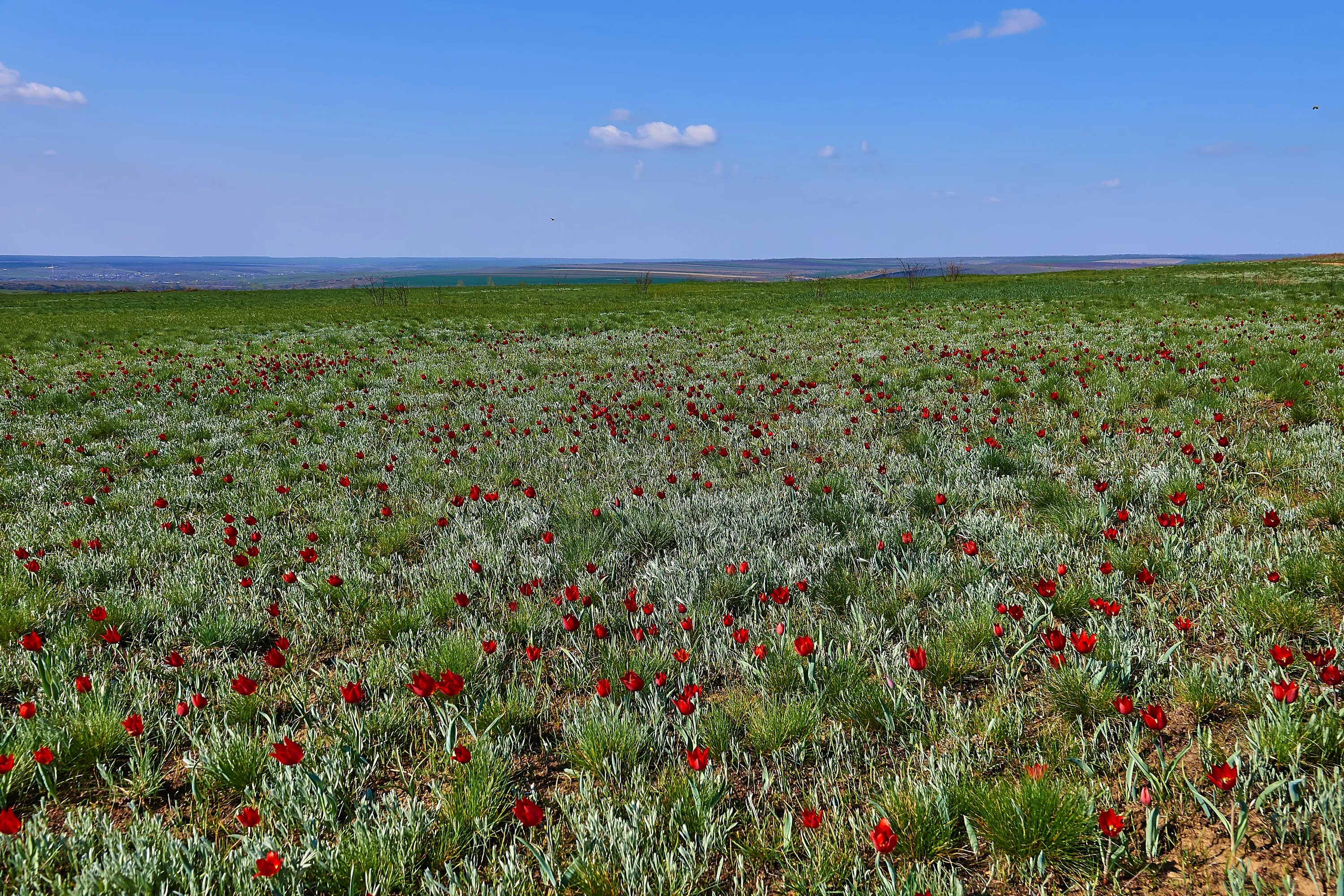 степь цветет калмыкия. степной тюльпан лазорик. степь летом. флора степей россии. какие растения в степи весной.