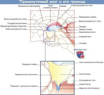 Границы мозга