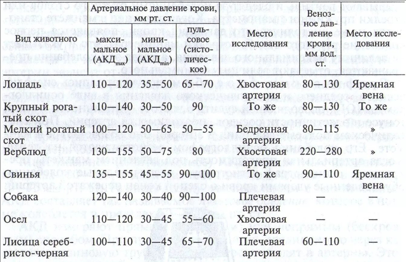 Температура бычка. Норма артериального давления у собак. Норма давления у животных таблица. Нормы артериального давления у собак и кошек. Нормы артериального давления у животных.