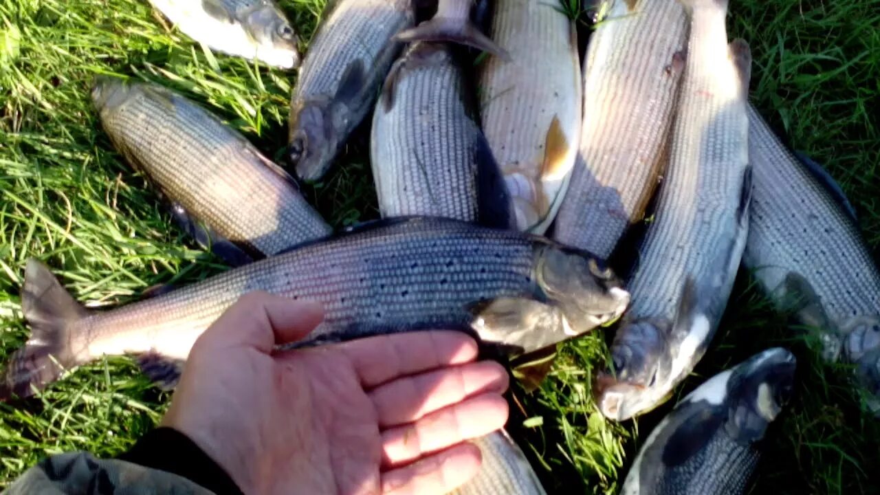 Клев хариуса в красноярске. Хариус рыба Енисей. Ангарский хариус. Рыбалка на хариуса в Красноярске на Енисее. Хариус Ленок улов.