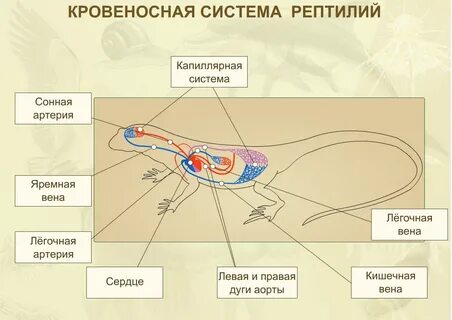 Какие легкие у пресмыкающихся