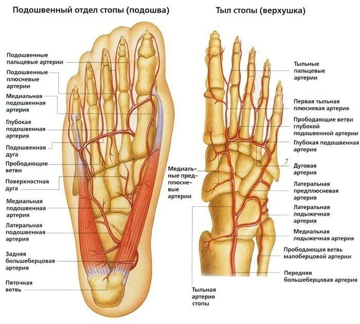 Стопа ноги человека Анатомическое строение. Строение левой стопы и пальцев ног. Анатомия подошвы стопы сосуды. Строение подошвы стопы человека.