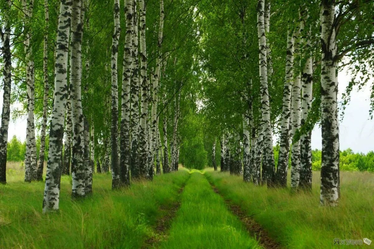 Березовый лес Некрасовка. Берёзовая роща парк Новосибирск. Березовая роща Тула. Березовая роща Истра. Много березок