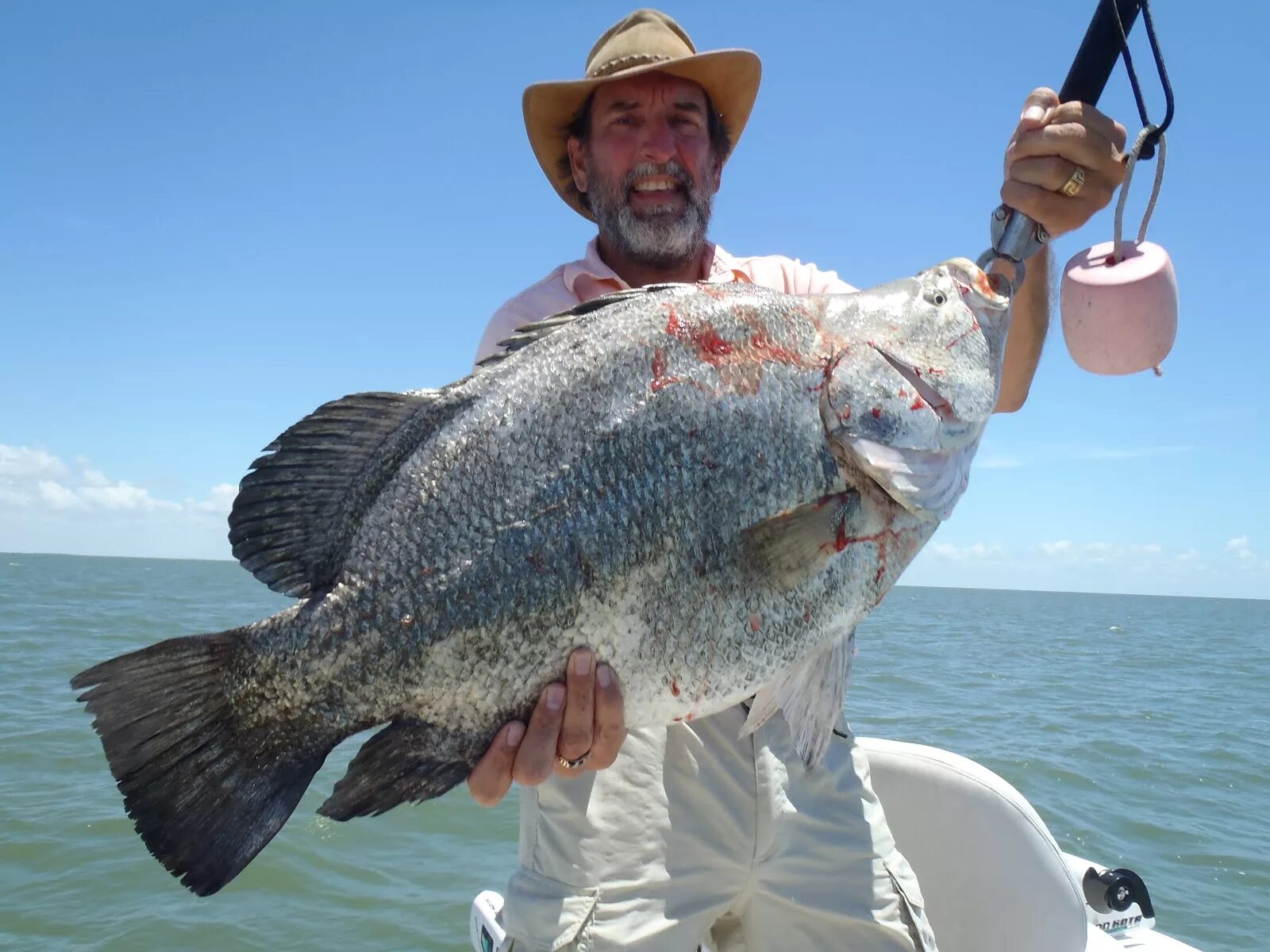 Рыба Tripletail. Рекордный окунь. "Большой улов". Самый большой улов. Рыбалка уловы большие