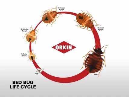 How bug