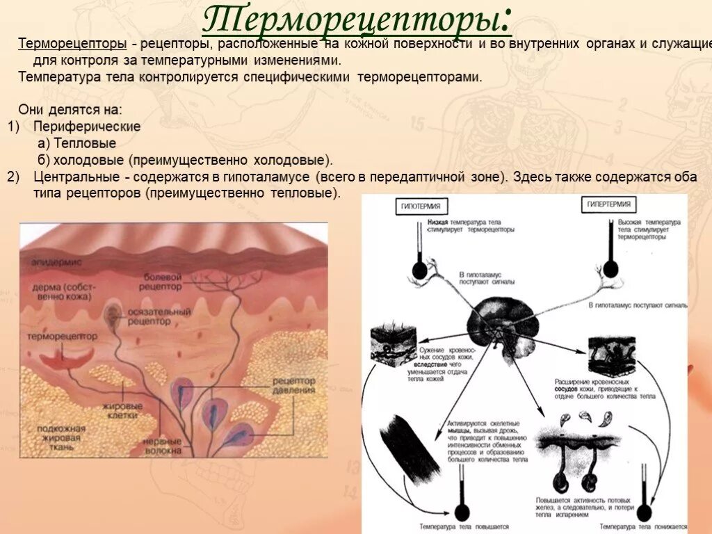 Терморецепторы во внутренних органах. Центральные и периферические терморецепторы. Периферические терморецепторы. Терморецепторы физиология.