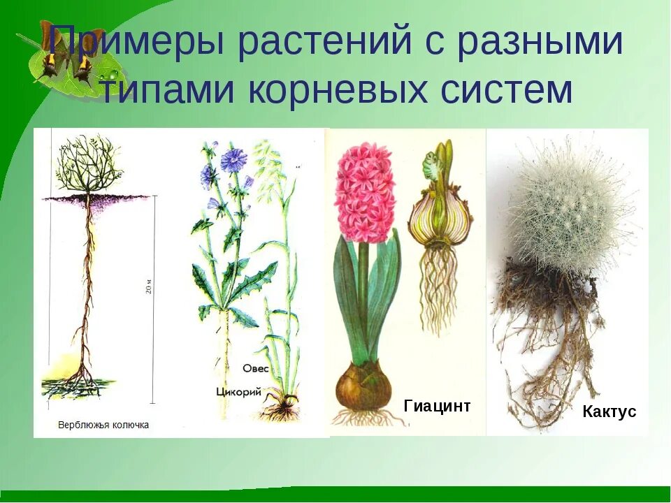 Корневая мокроватая система растения. Растения с стержневыми и мочковатыми корнями. Растения с мочковатой корневой системой. Растения с стержневой корневой.