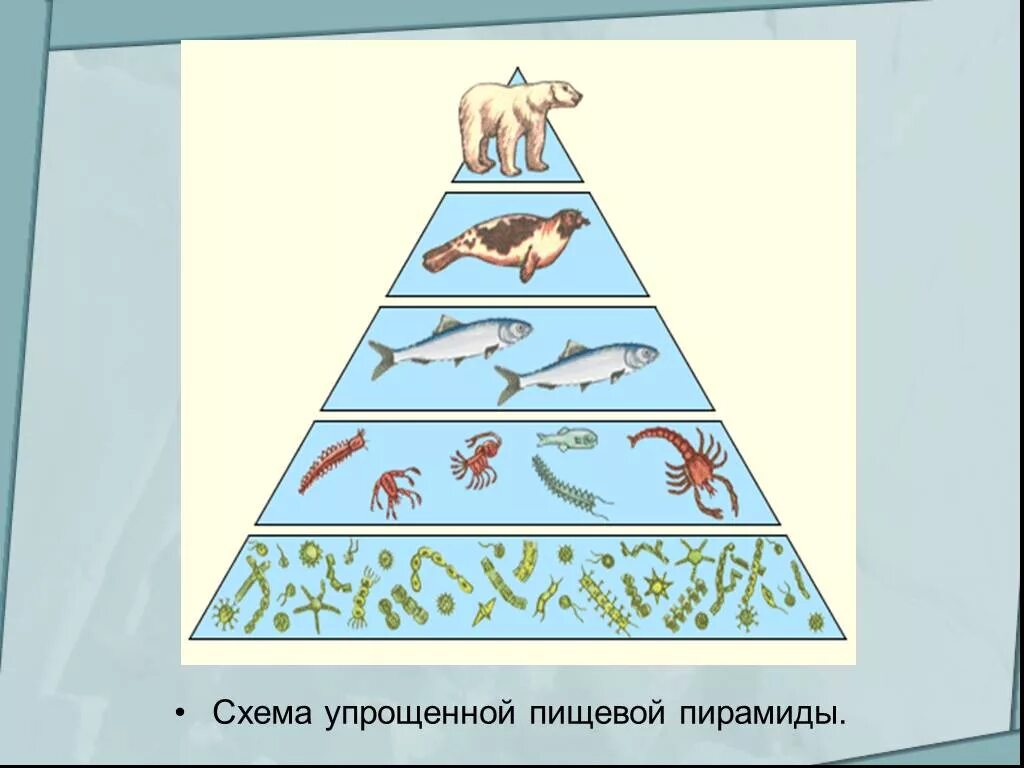 Экологическая пирамида это в биологии. Экологическая пирамида 11 класс. Экологическая пирамида это в биологии 11 класс. Пищевая пирамида биология 11 класс.