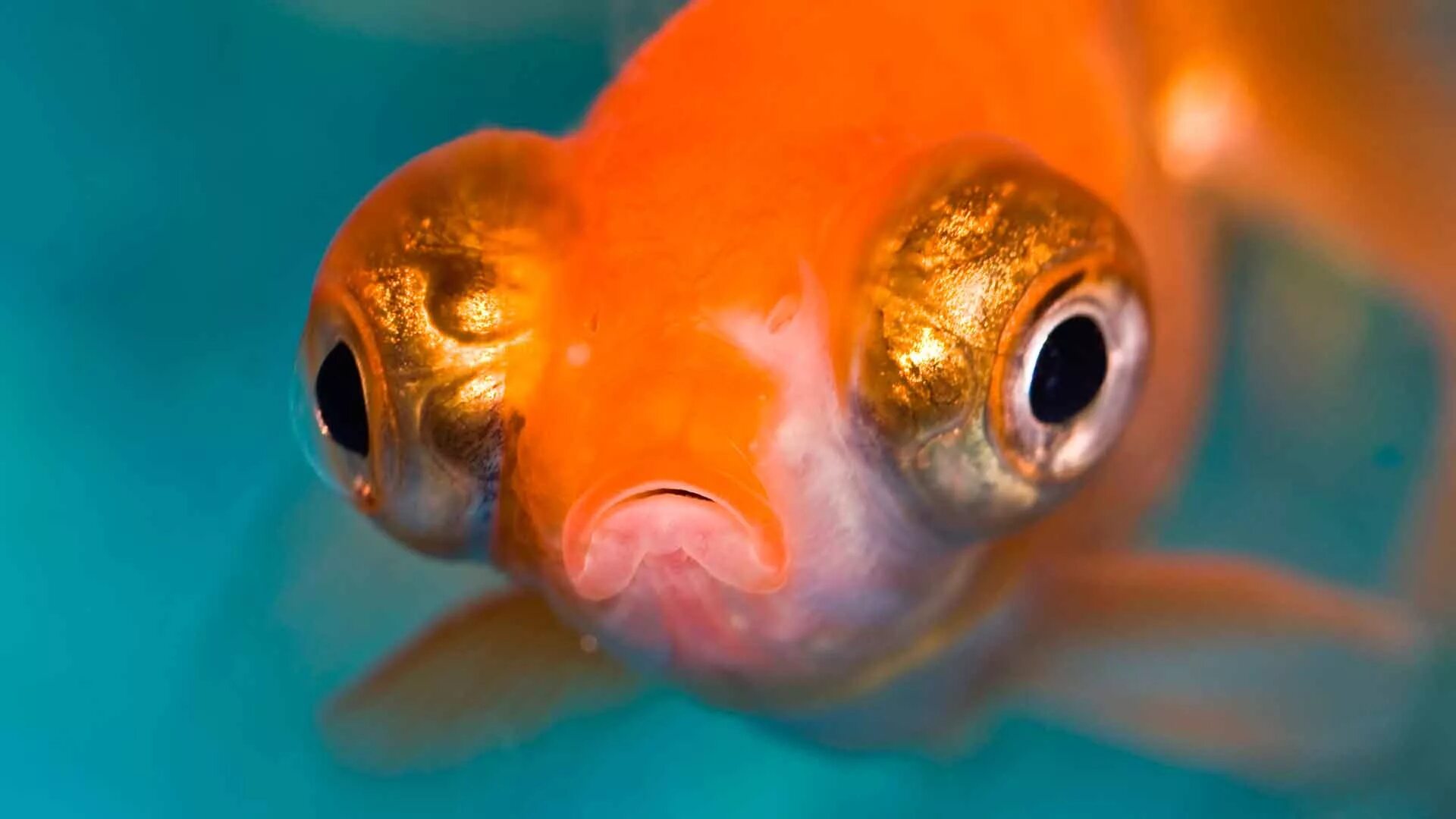 Какие глаза у рыб. Аквариумная рыбка телескоп Звездочет. Рыбка телескоп мальки. Золотая рыбка Звездочет. Звездочет рыбка аквариумная.