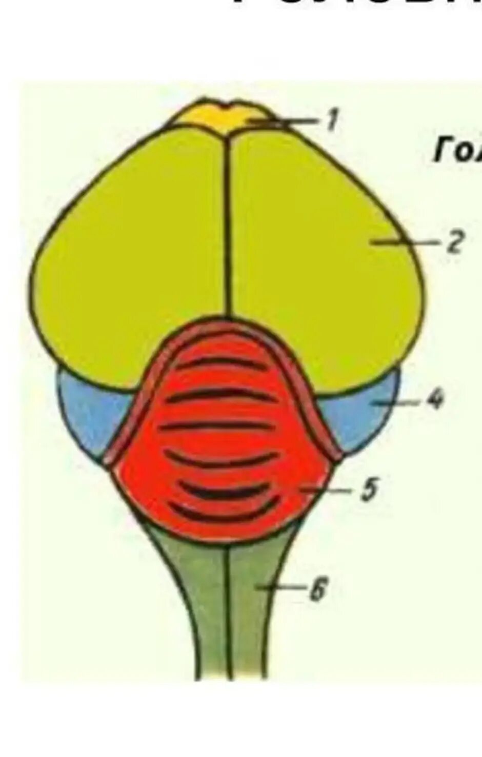 Какие отделы головного мозга птиц развиты лучше. Головной мозг птиц строение и функции. Строение отделов головного мозга птиц. Схема строения головного мозга птицы. Строение мозга птиц и его функции.