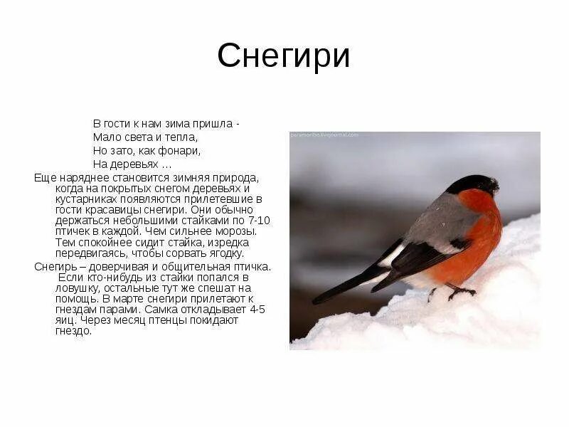 Описание снегиря. Снегирь для детей. Снегирь птица описание. Рассказ про снегиря. В гости снегири