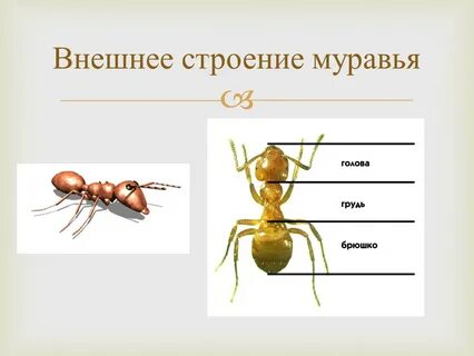 Внешнее строение муравьев