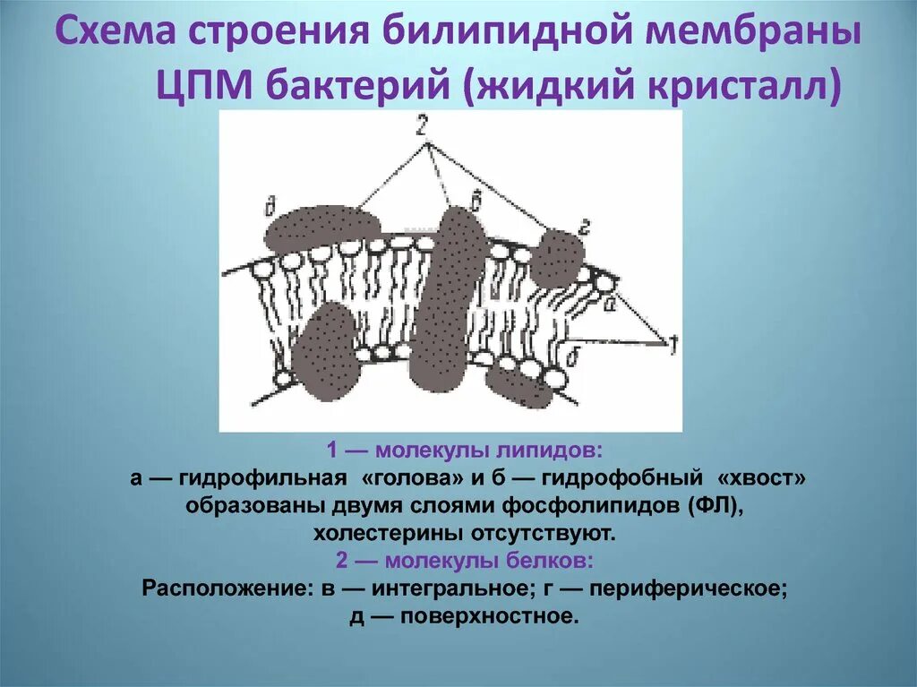 Мембраны клетки тест. Строение цитоплазматической мембраны бактерий. Плазматическая мембрана бактериальной клетки. Строение цитоплазматической мембраны бактериальной клетки. Цитоплазматическая мембрана бактерий структура.