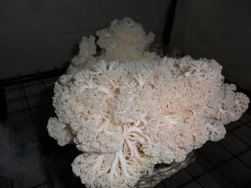 Грибы морские гребешки корейские. Кораллы приготовить. Кораллы приготовить. Кораллы своими руками. Рогатик коралловидный.