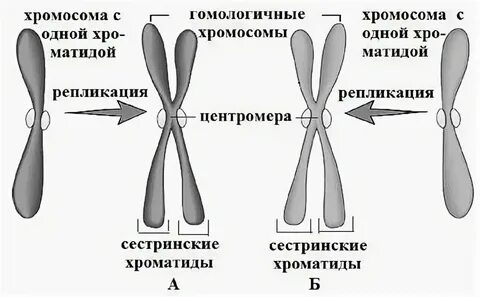 Двухроматидные хромосомы во время мейоза