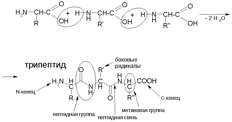 Полипептиды с азотной кислотой дают. Пространственное строение полипептидов и белков. Составьте трипептид. Составление трипептида. Написать трипептид.