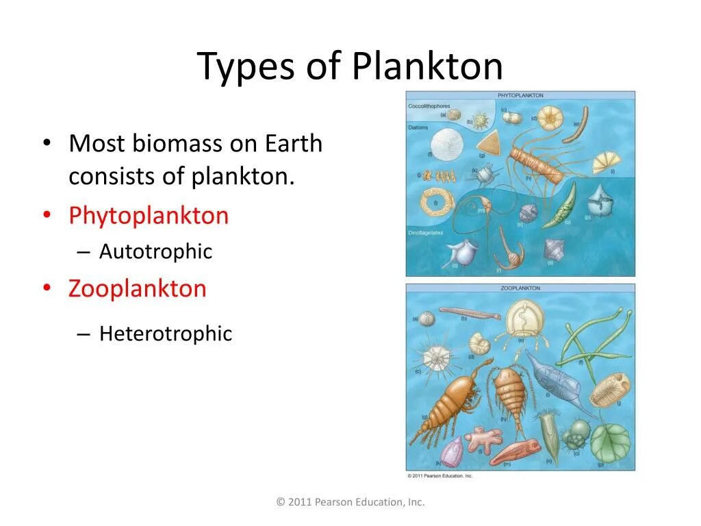 Фитопланктон виды. Виды планктона. Зоопланктон виды. Морской планктон.