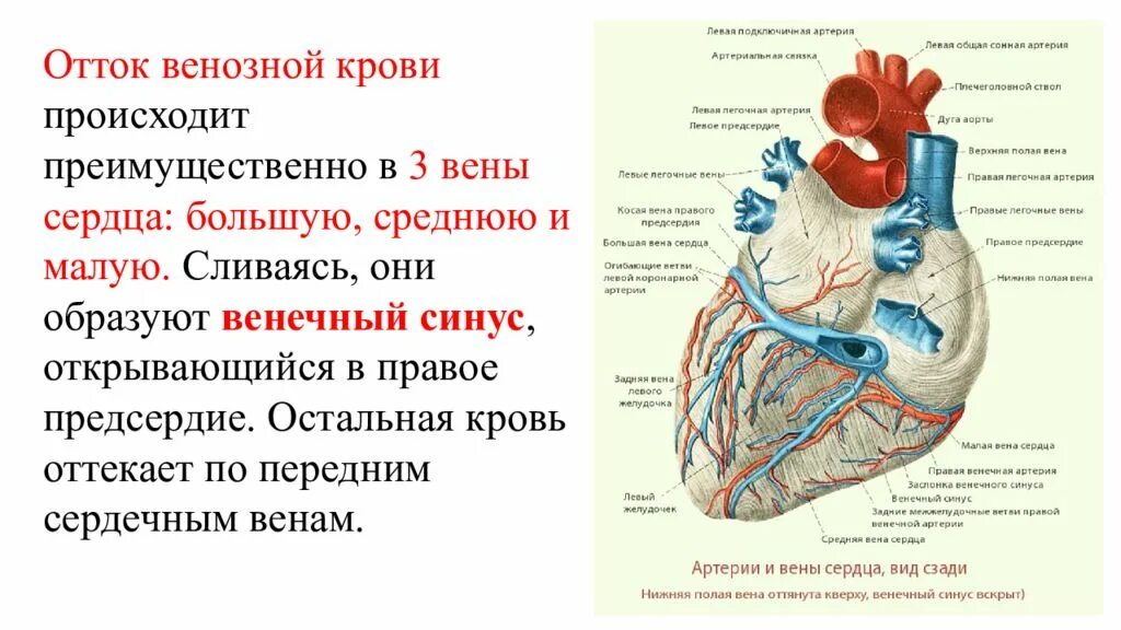 Левое предсердие какие вены. Вена системы венечного синуса сердца. Венечный венозный синус сердца. Вены сердца 3 системы система вен венечного синуса. Вены сердца впадающие в венечный синус.