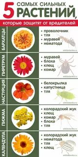 Предохраняет растение от перегрева какая ткань