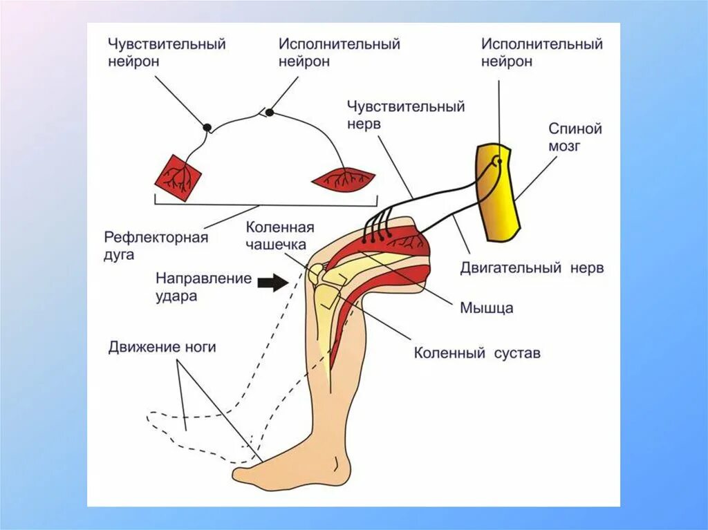 Коленный рефлекс. Рефлекс колена. Как проверяют нервы. Удар по каленки рефлекс. Рефлекторной дуги коленного рефлекса человека