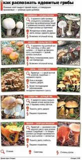 Как распознать съедобные грибы