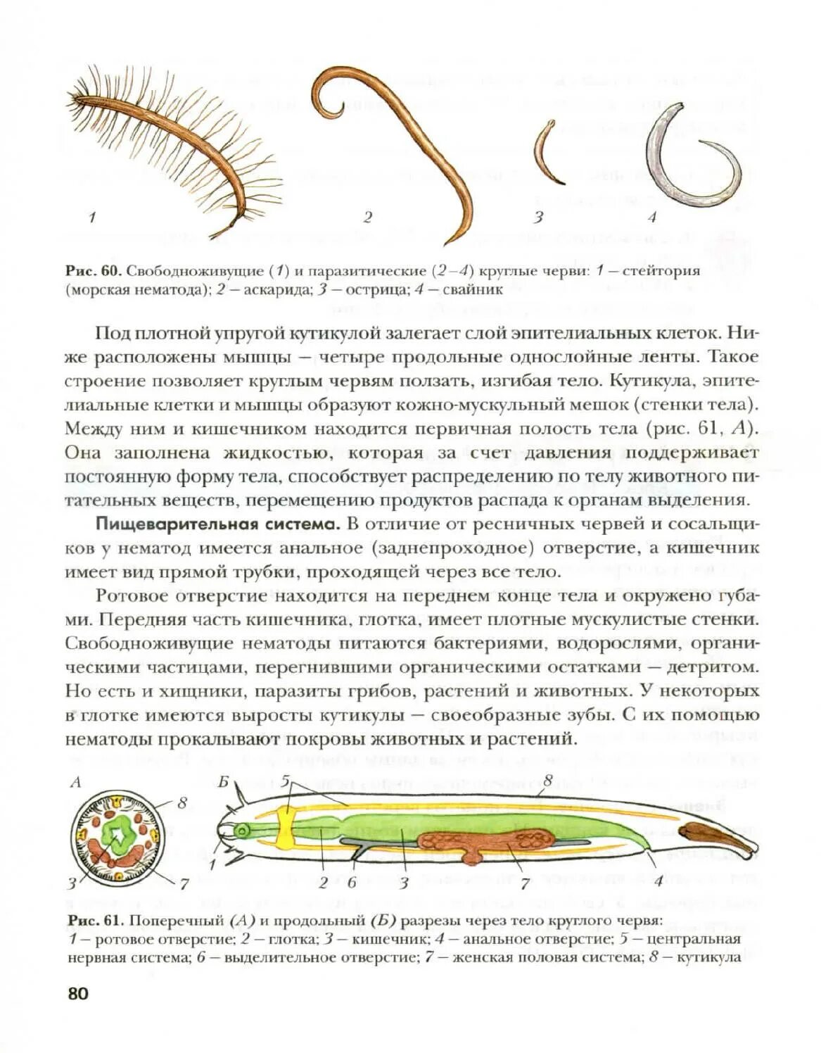 Признак свободноживущего червя. Нематоды строение. Свободноживущие нематоды. Круглые черви строение тела.