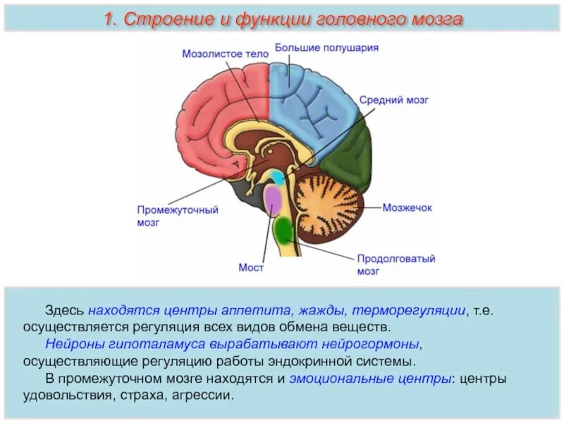 Промежуточный отдел головного мозга. Строение головного мозга гипоталамус. Строение мозга промежуточный мозг. Головной мозг строение промежуточный.