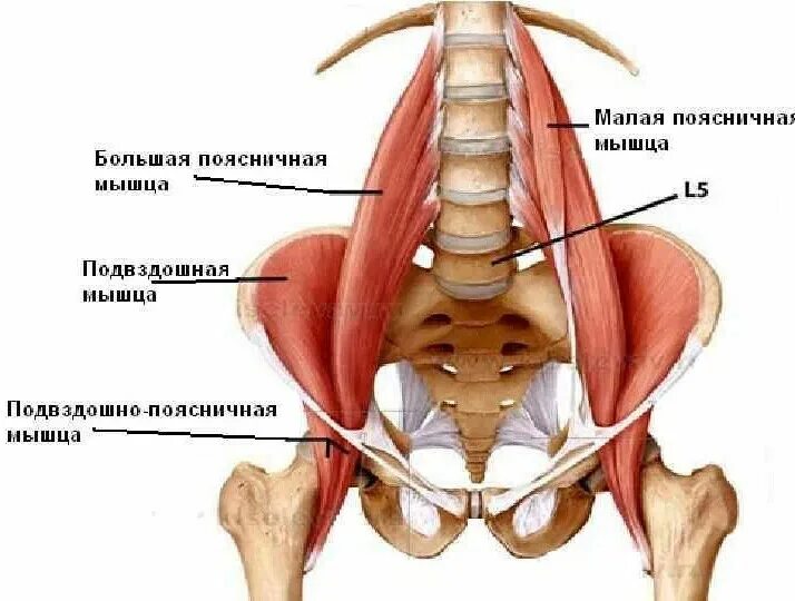 Мышцы поясничного отдела фото Pin on Chronic Fatigue