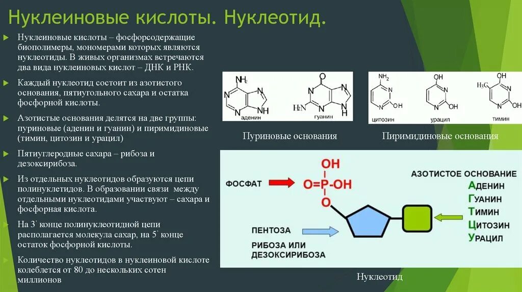 Нуклеиновые кислоты состоят из молекул