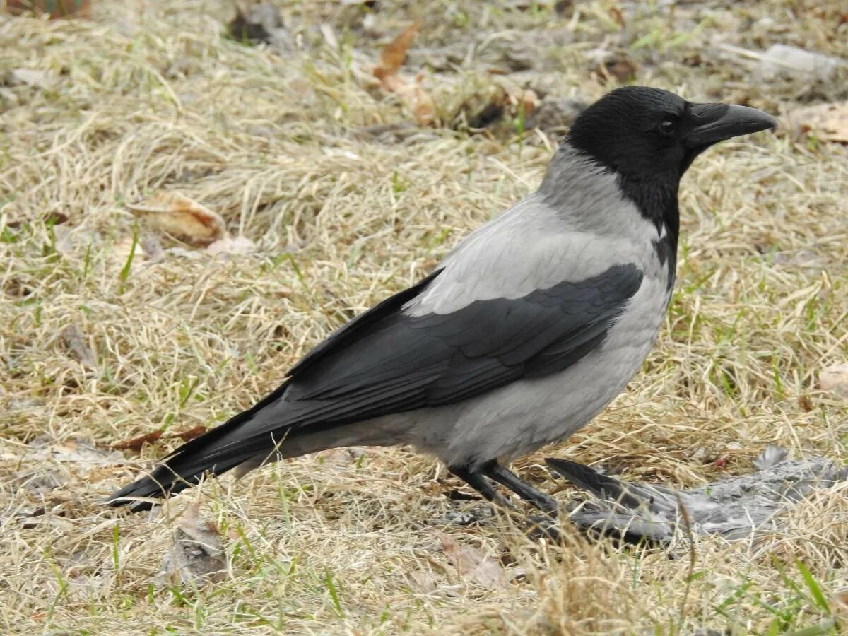 Серая ворона меланист. Се́рая воро́на Corvus cornix. Серая ворона птица. Corvus cornix птица. Видеть серую ворону