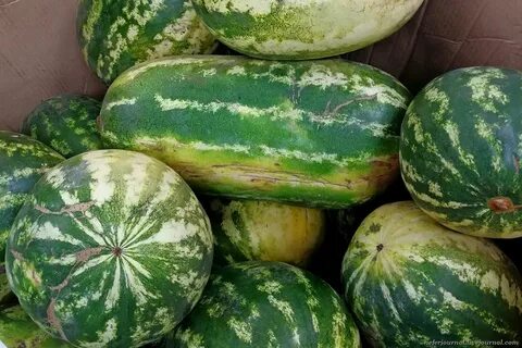 Арбуз для подмосковья для открытого грунта