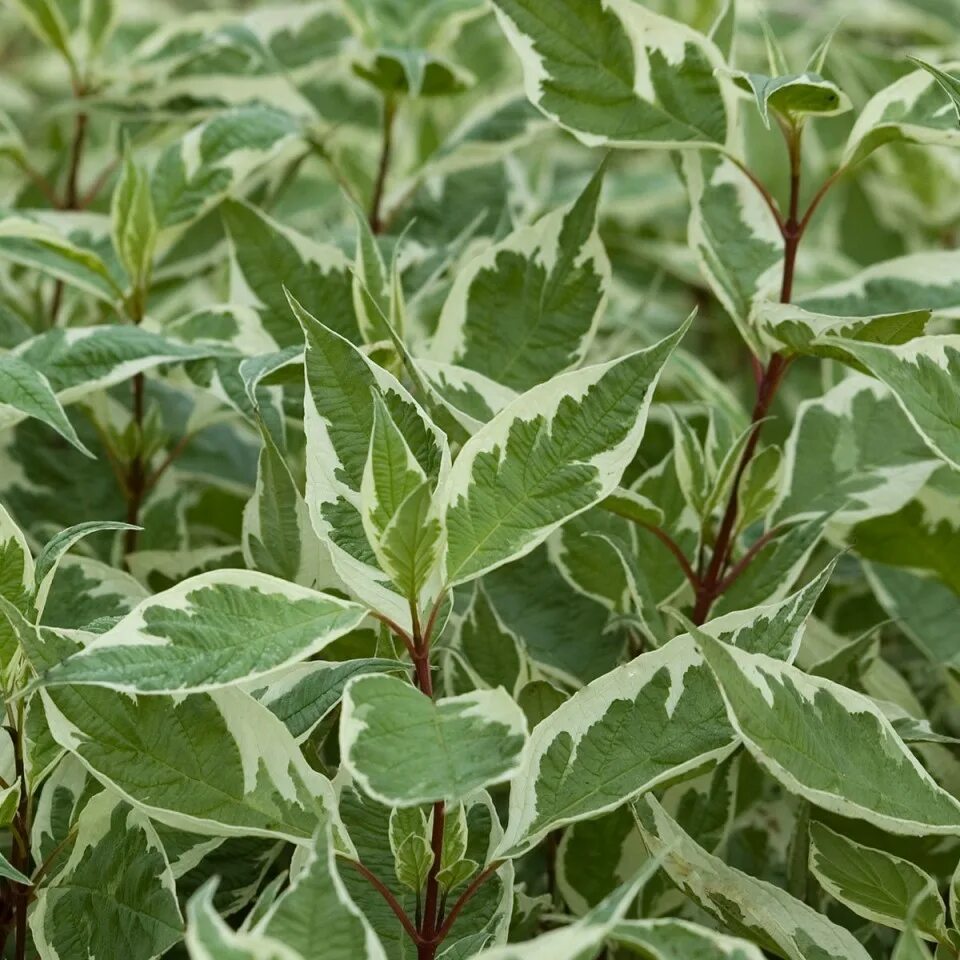 Дерен пестролистный описание. Дерен Cornus Alba sibirica. Дерен белый Cornus Alba Argenteomarginata. Дёрен белый Argenteomarginata.