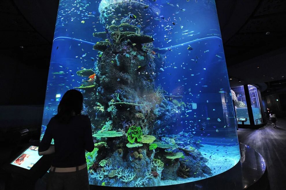 Открытие самого большого океанариума. Marine Life Park, Сингапур. Самый большой океанариум Сингапур. Аквариум Магико Мундо Марино. Большие аквариумы.