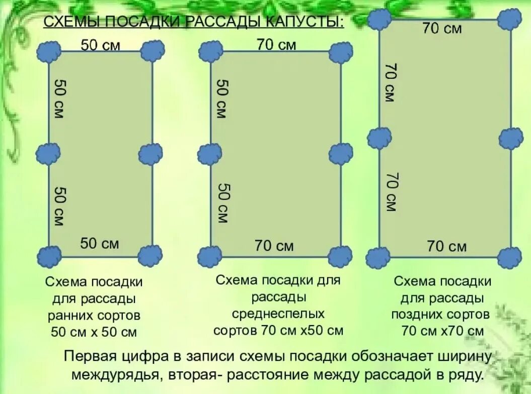 На какую глубину сажать капусту. Схема посадки капусты белокочанной. Схема посадки рассады капусты белокочанной в открытом грунте. Схема посадки ранней капусты. Схема посадки ранней белокочанной капусты.