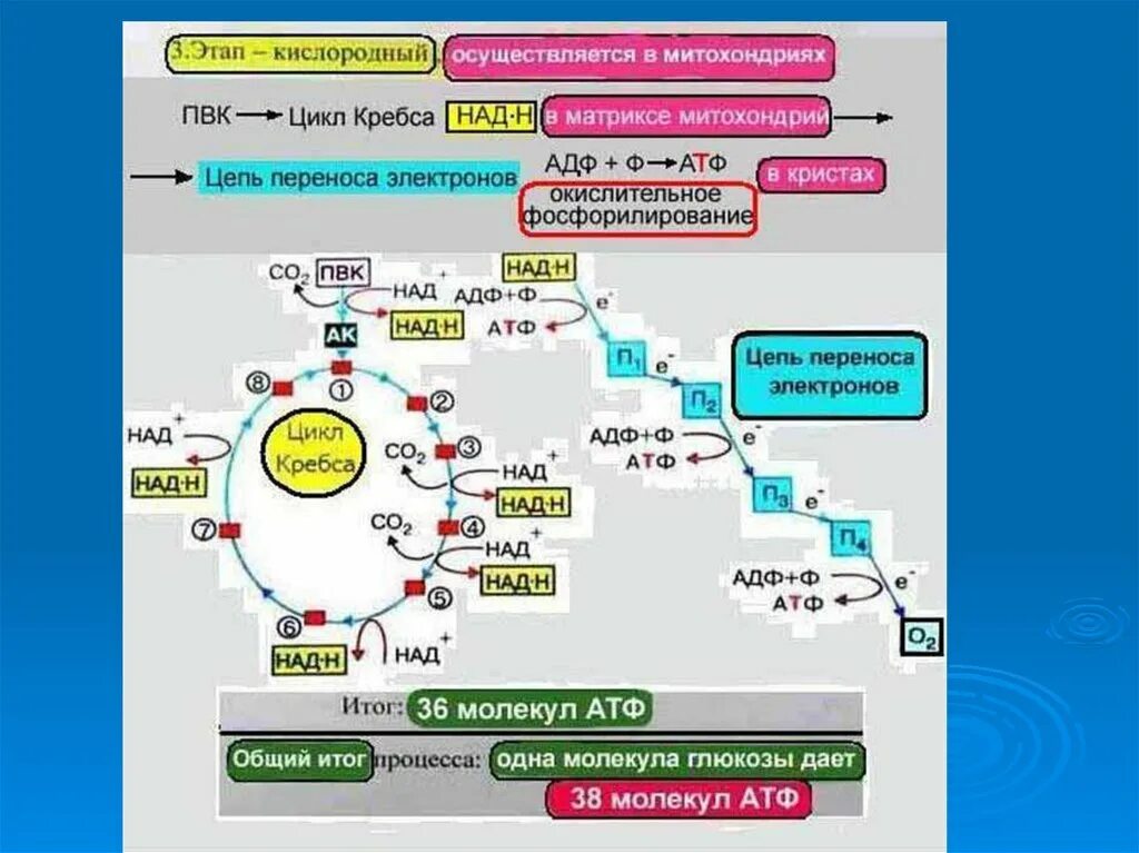 Атф егэ. Кислородный этап энергетического обмена цикл Кребса. Цикл Кребса кислородный этап. Этапы энергетического обмена цикл Кребса. Энергетические этапы цикл Кребса.