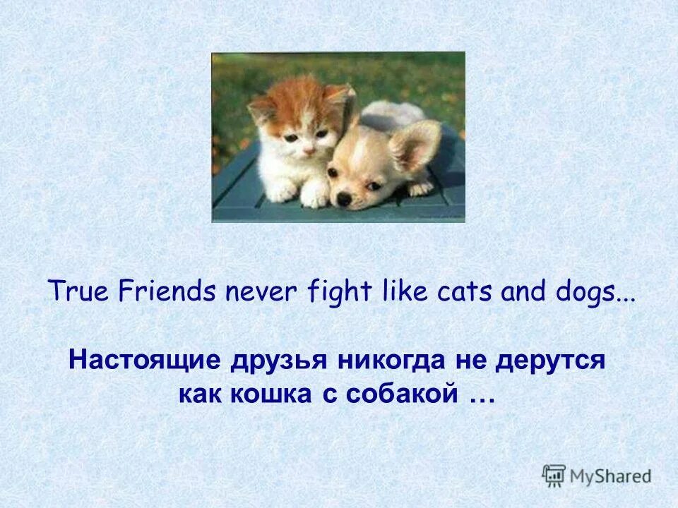 Fight like cat and dog. Be like cat and dog. Вражда собак. Фильм с кошками в семье. Постер собаки и кошки.