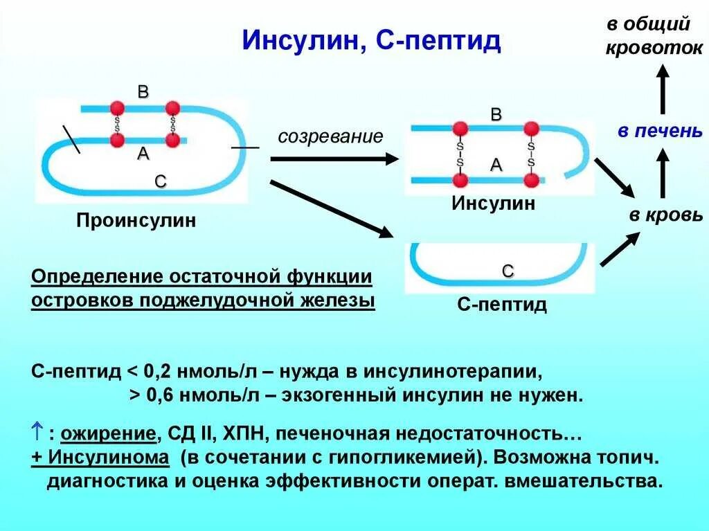 Уровень с-пептида при сахарном диабете 1 типа. Исследование с пептида при сахарном диабете. Схема образования с пептида инсулин. С пептид у больных сахарный диабет 1 типа.