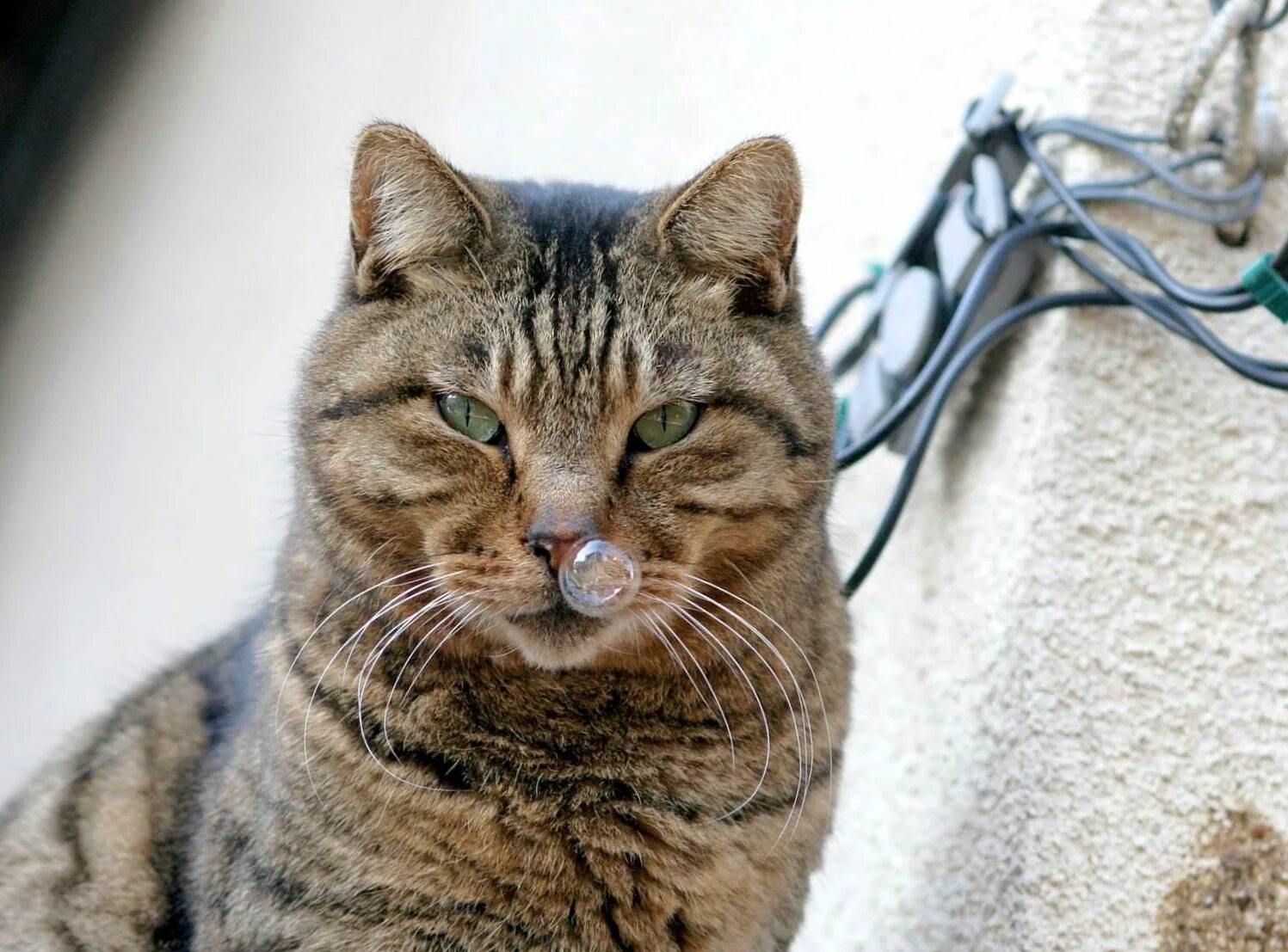 Смешные картинки с котами. Коты. Прикольные котики. Забавные кошки. Сопливый кот.