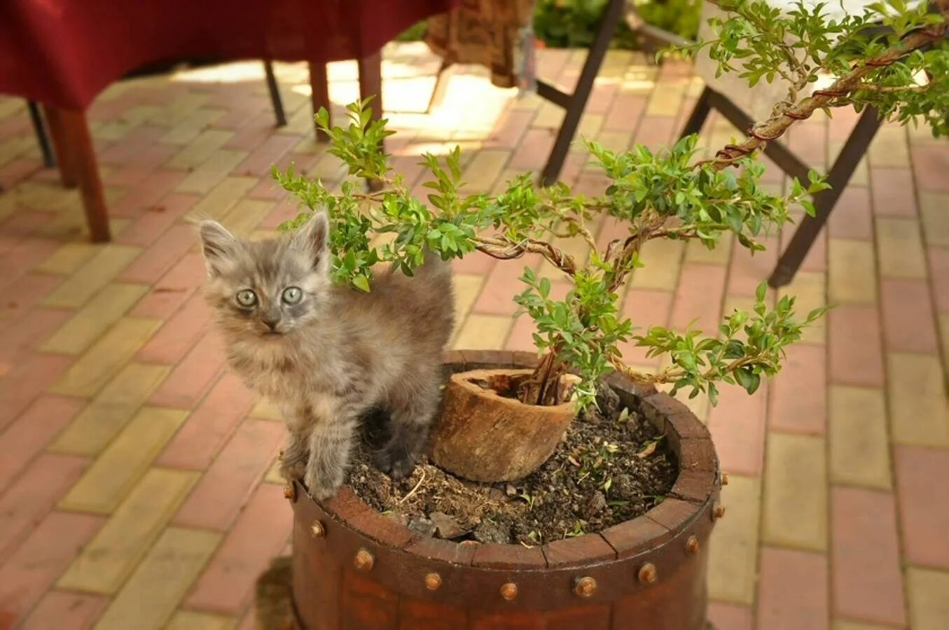 Как отвадить кошек с участка. Коты в цветочных горшках. Котик в цветочном горшке. Кот на горшке. Котята в цветочном горшке.