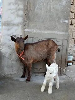 Тәте, мен сені пиздаға салып берейін.