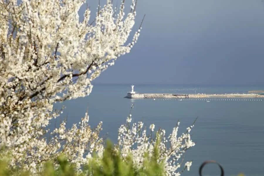 севастополь набережная напротив херсонеса. севастополь в апреле. севастополь в апреле. цветение миндаля в севастополе. цветущий севастополь.