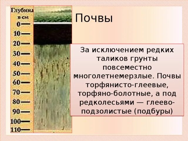 Болотные торфяно глеевые. Торфяно-глеевые почвы профиль. Болотные торфяно глеевые почвы. Болотные торфяные глеевые почвы плодородие. Болотные торфяно глеевые почвы плодородность.