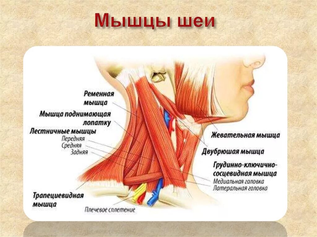 Анатомия щитовидной железы мышцы шеи. Лестничные мышцы шеи анатомия. Трапециевидная мышца шеи анатомия. Грудинно-Ключичная сосцевидная.