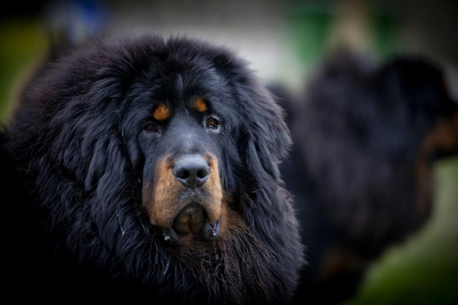 Большая черная собака. Тибетский мастиф. Собака тибетский мастиф. Мастиф тибетский мастиф. Сибирский мастиф.
